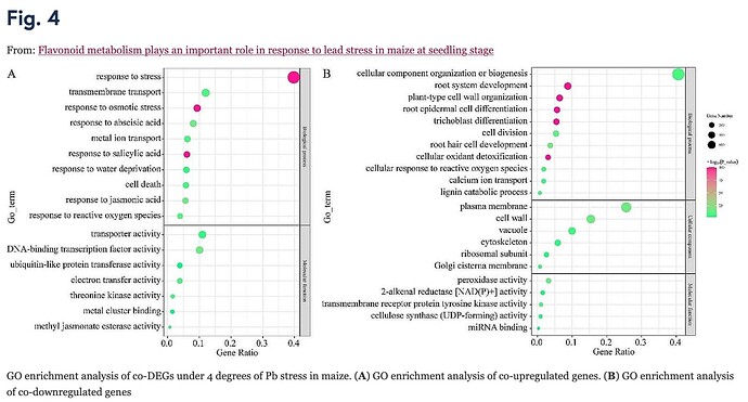 GO enrichment analysis of co-DEGs under 4 degrees of Pb stress in maize