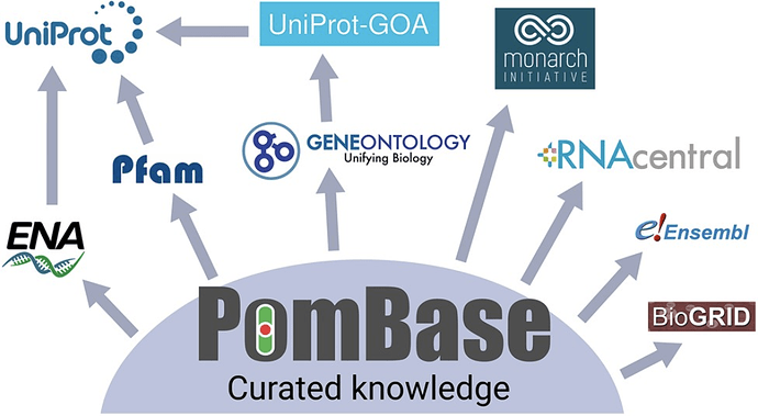 Major knowledge dissemination pathways from PomBase