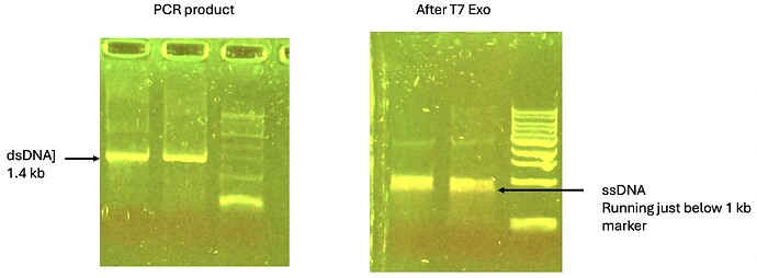 ss dna snap